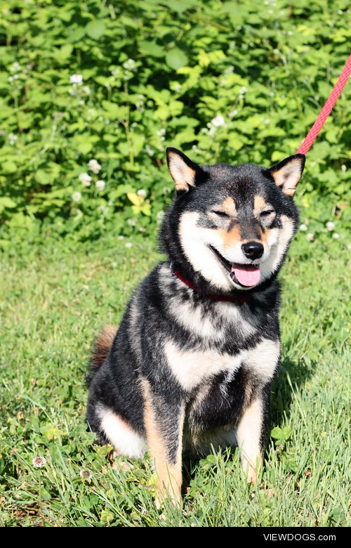 Sagan, 2 y/o Shiba Inu.