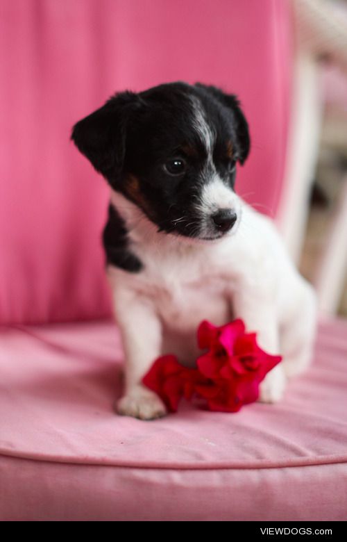 Jack Russell puppy Taken by:  …