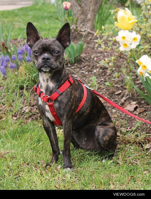 Josie, 1 year old, Boston Terrier/Chihuahua mix.