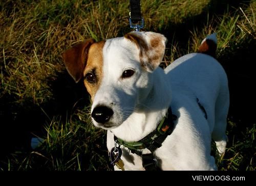 Toby the Jack Russell Terrier