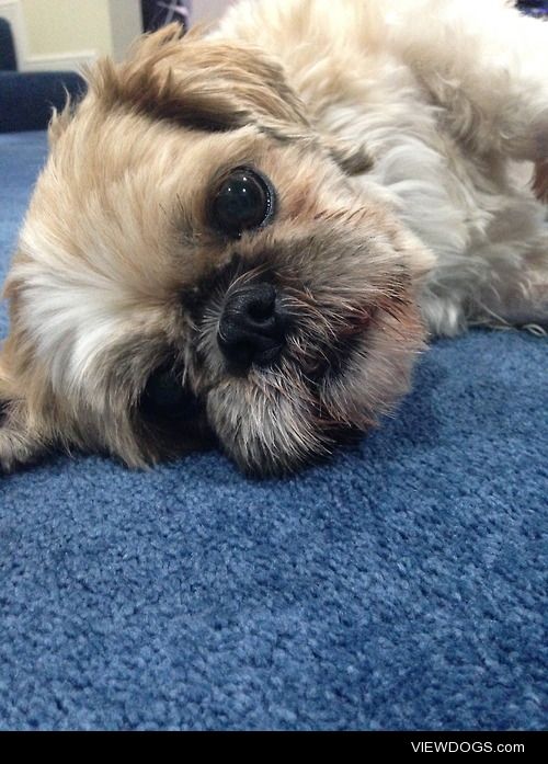 This is my 5 year old Shih-Tzu Toby! Living back in New Zealand…