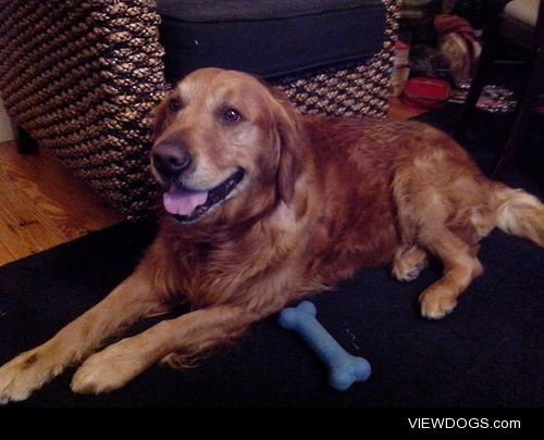 This is my Golden retriever Sammy he had 7 year and he make my…