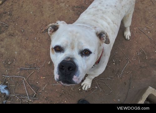 This is Dexter! He’s a four year old American Bulldog mix…
