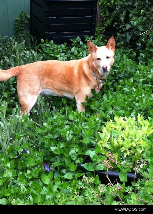 Sasha, my 10 year old mixed dog