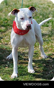 Mercedes is a female Pitbull up for adoption at the Washington…