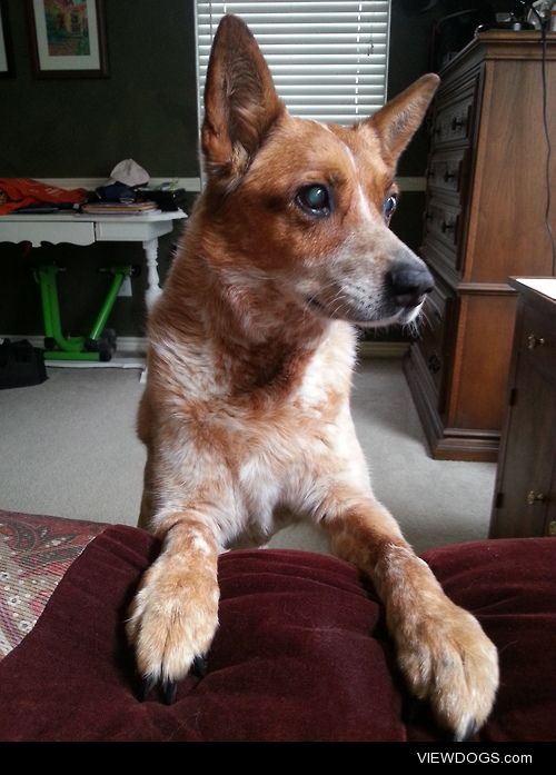 Sammie the Australian Cattle Dog was featured here on her 13th…