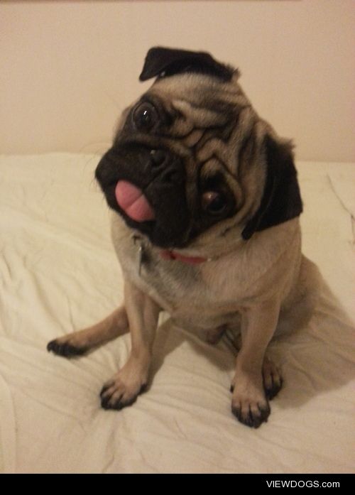 Meet Cedric the spunky pug! He’s 2 years old and lives in…