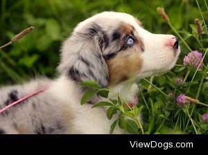 Australian-Shepard_puppy