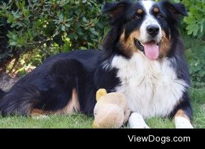 Australian Shepherd with toy