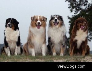 Australian_Shepherd_2