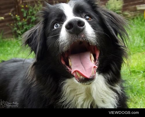 Our Border-collie ‘Titus’ after a sunny walk with his striking…