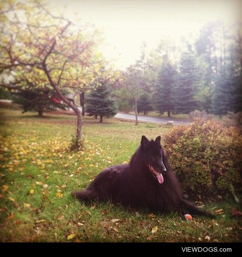 My Groenendael, Navarre, enjoying his new home in the Upper…