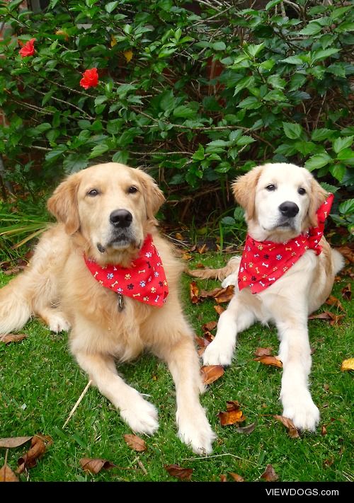 Riley & cooper wearing their new bandanas.