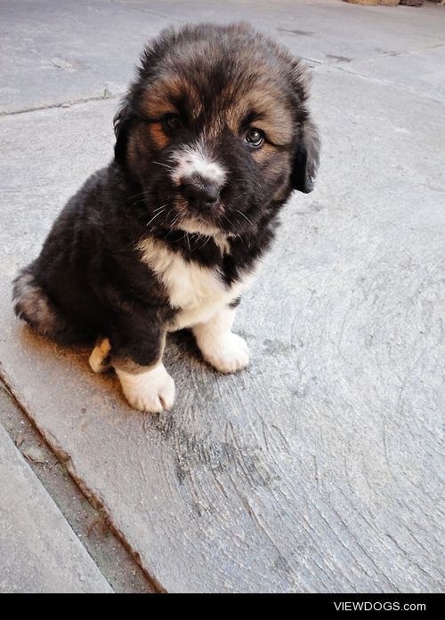 Asha, a Caucasian Shepherd Dog puppy