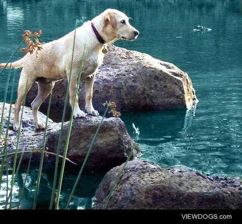 My beautiful lab looks like a pro in this picture but i’m sure…