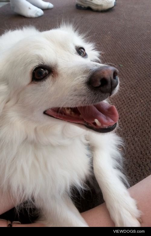 My 13 year old American Eskimo. His name is Diamond.