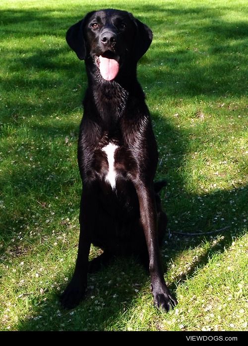 This is Jacob. He just got out of the lake. He is a 2 year old…