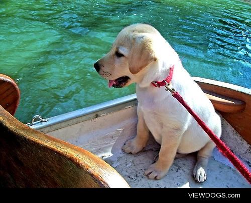 My Pot belly Lab Tyson on his first boat ride.  