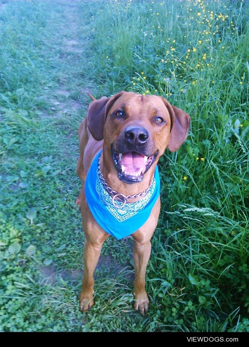 Hi my name’s Bono, I’m rhodesian ridgeback and I’m 3 years old….