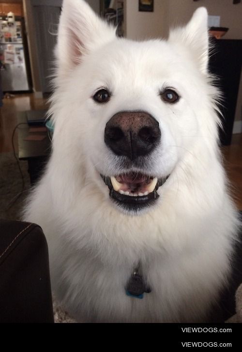 skookumthesamoyed:

flip flap ears back