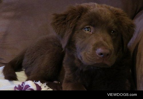 my lab mix puppy :) 