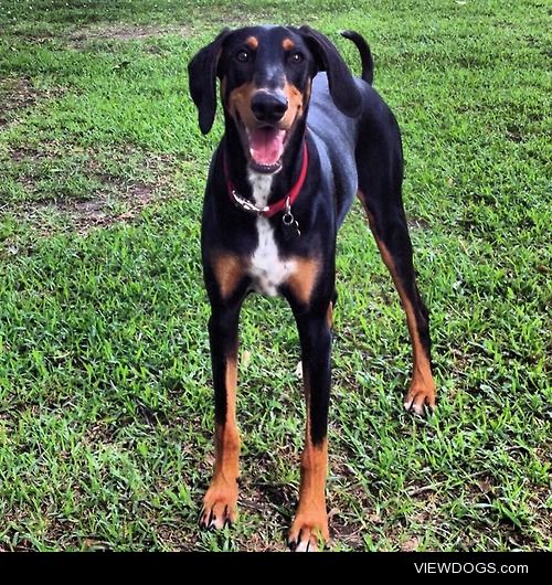 This I s our Doberman mix named Max He’s two years old and the…