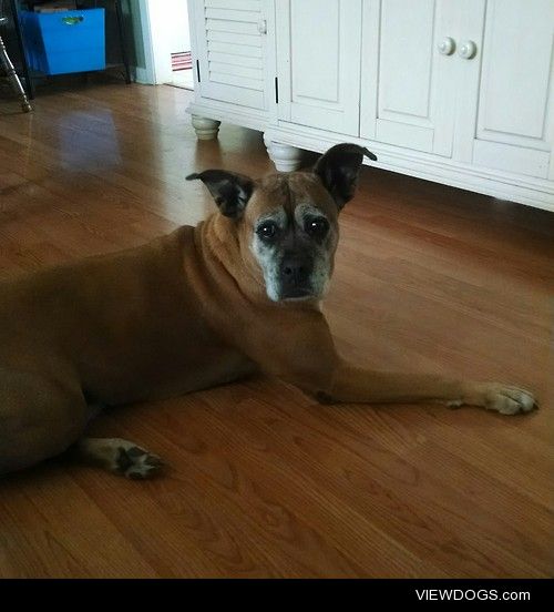 Cherrie Darlin’, 3 legged boxer mix and a most beautiful old…