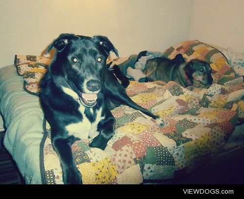 Black lab mix Abby and her friend Buster chillin’ on my bed. 