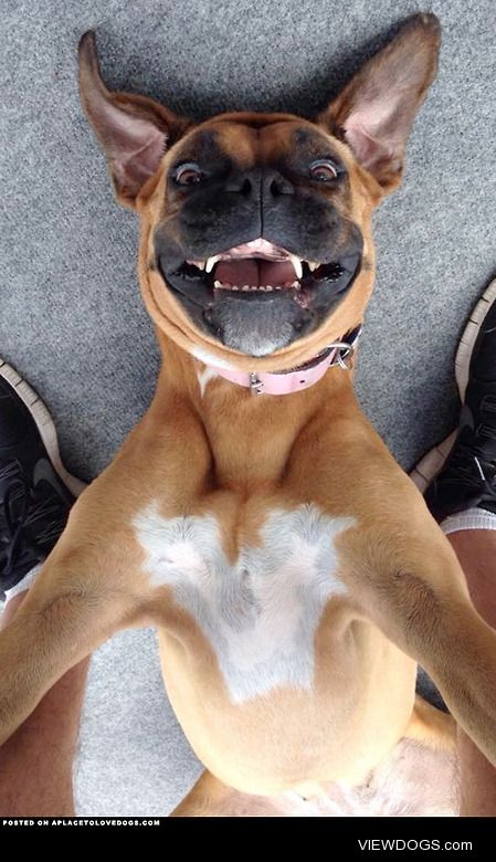 aplacetolovedogs:

Dog Taking A Selfie
Just a dog taking a…