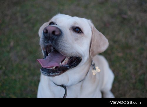 Ben, the happy labrador :)