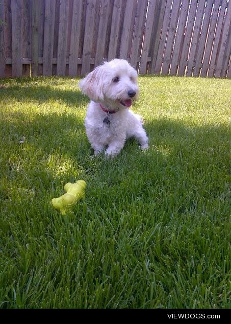 This is Watson, he will be 2 next week! Enjoying the summer…