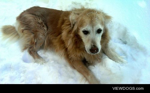 My beautiful 11 year old golden retriever, Sophie!