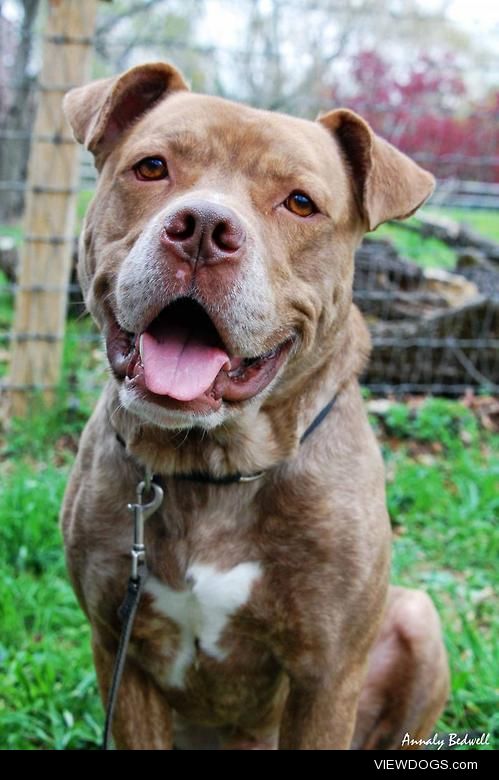 Bucky! Give or take about 5 years old, a pit mix, and the…