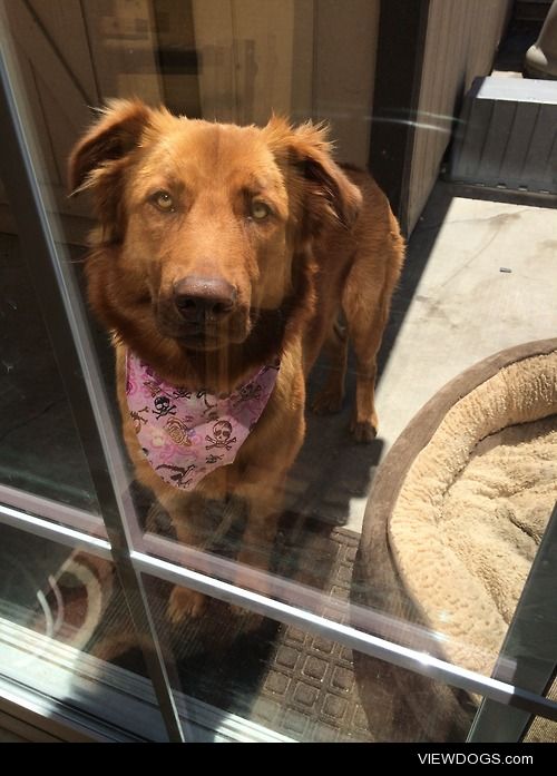 This is Sasha through the glass. She’s a golden retriever mix,…