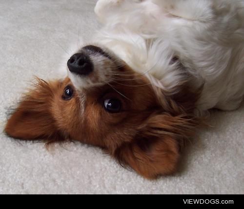 Dixie, 8 year old Papillon.