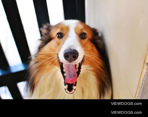 fuckyeahsheltie:

via pha nguyen