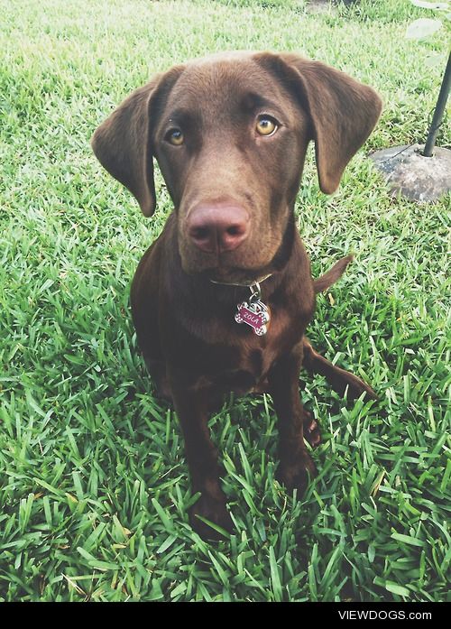 Zola, Labrador Retreiver 8 months old