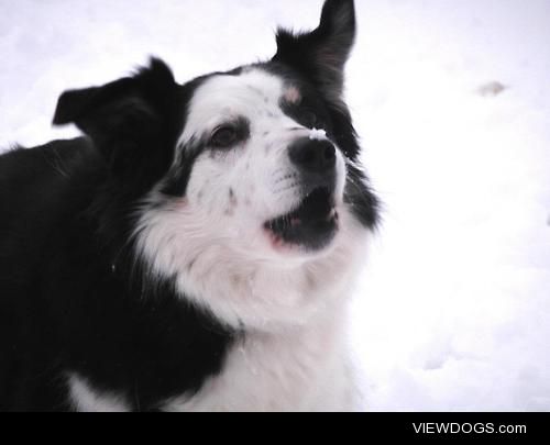 Rocky the Border Collie :)