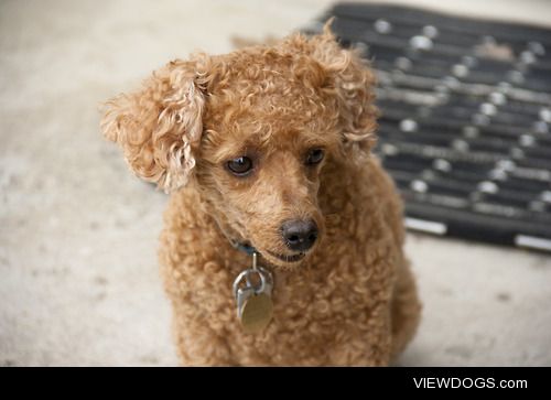 I just can’t help taking photos of my mini poodle, Ginny.