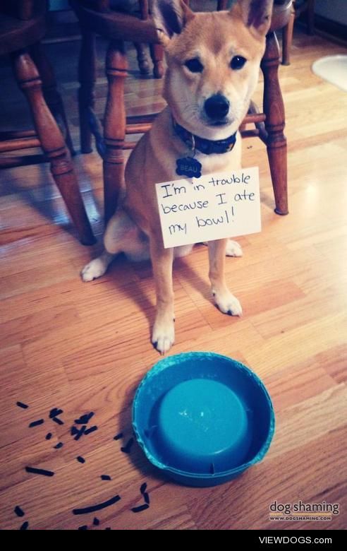 Such Shame. Much Bowl. Wow.

I thought I’d leave…