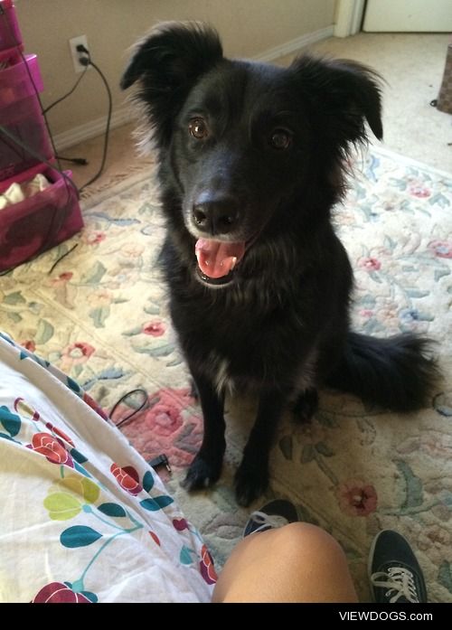 Sophia, my 2 year old border collie/lab waiting so patiently for…
