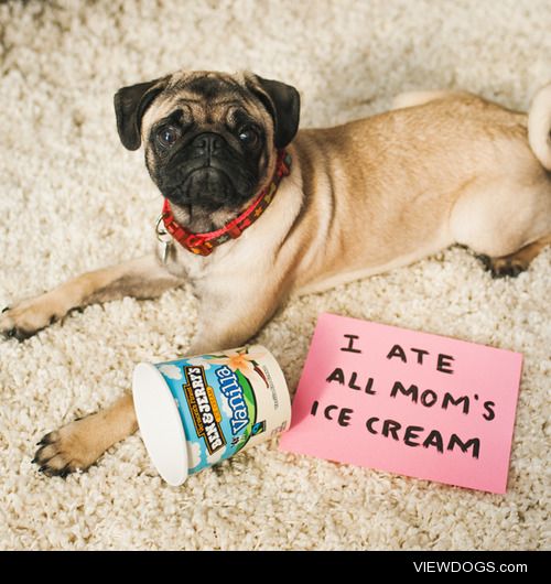 benandjerrys:

Man’s best friend? #PintProblems, we feel your…