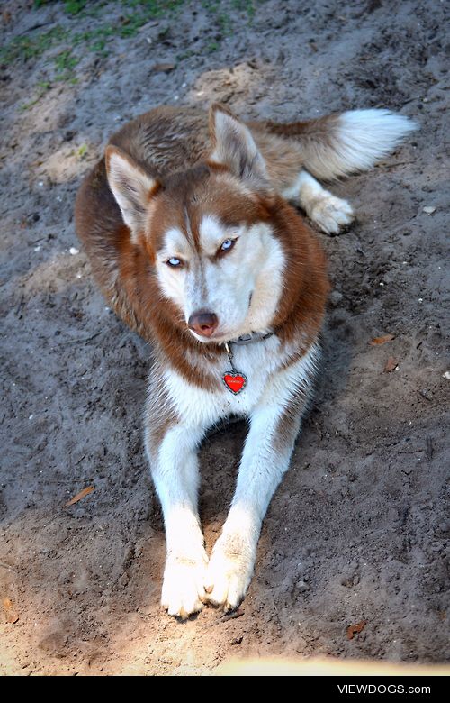 This is Diamond. She is the mother to Blaze the husky posted…