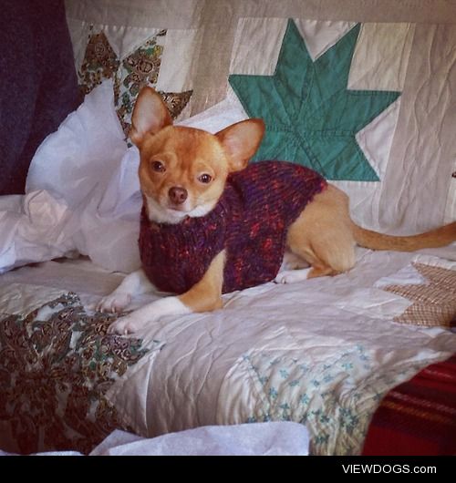 My handsome 2 year old chihuahua Tamale wearing a homemade…