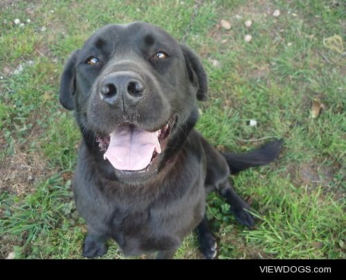 This is Pat my Labrador just before she went for her usual duck…