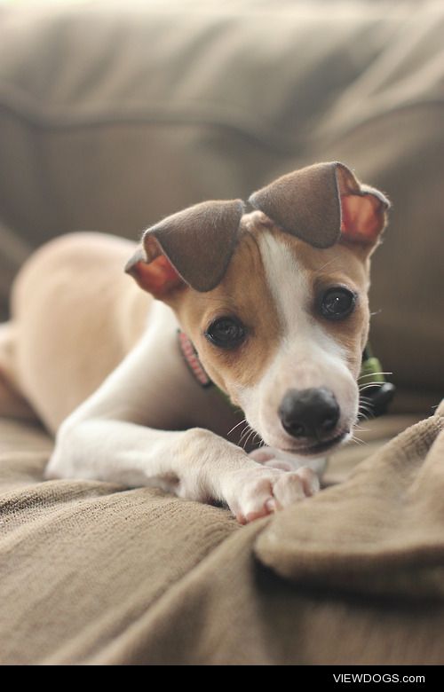 Dante the Italian Greyhound at 2 months old. I kinda miss those…