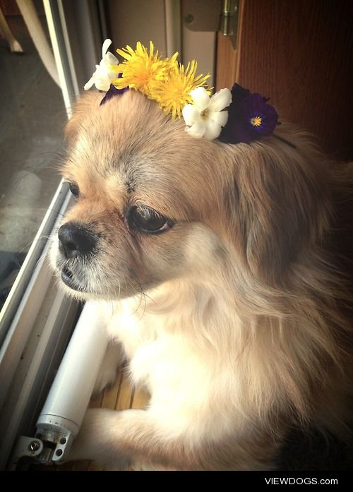 My beautiful Tibetan Spaniel Tashi wearing her flower crown. :) 