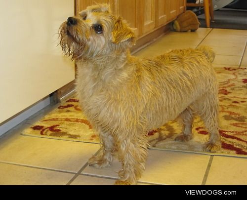 Teddy the Norfolk Terrier is five years old since last month!…