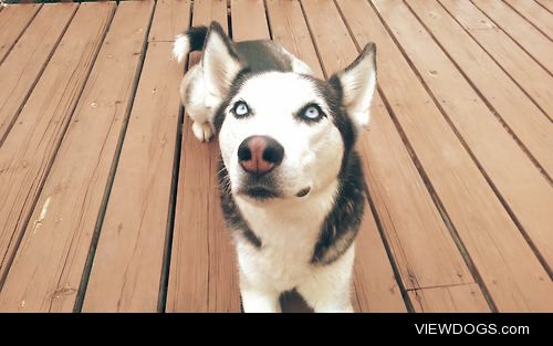 This is Loki, he is a very smart and independent Siberian Husky