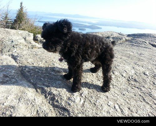 This is Bear.  Despite his size he loved to hike and was a great…
